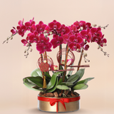 Premium Orchid (6 Stems)  特級蝴蝶蘭 (陸菖)